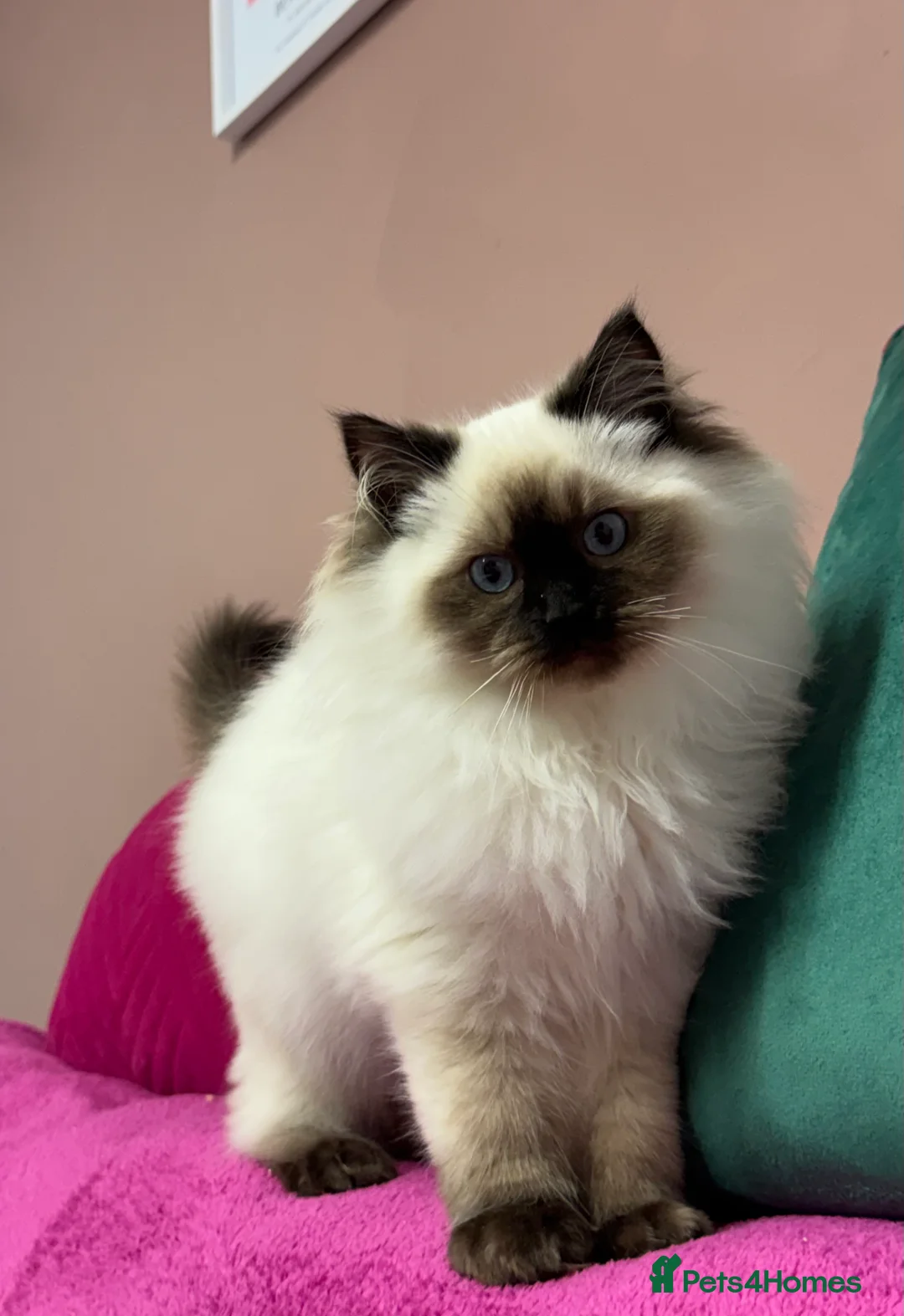 Ragdoll cats for sale: Champion Sired Ragdoll Kittens  - Advert 7