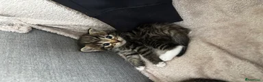 Smudge