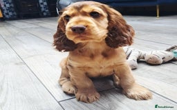Cocker Spaniel dogs for stud: Serci import Chocolate sable show cocker stud - Image 7