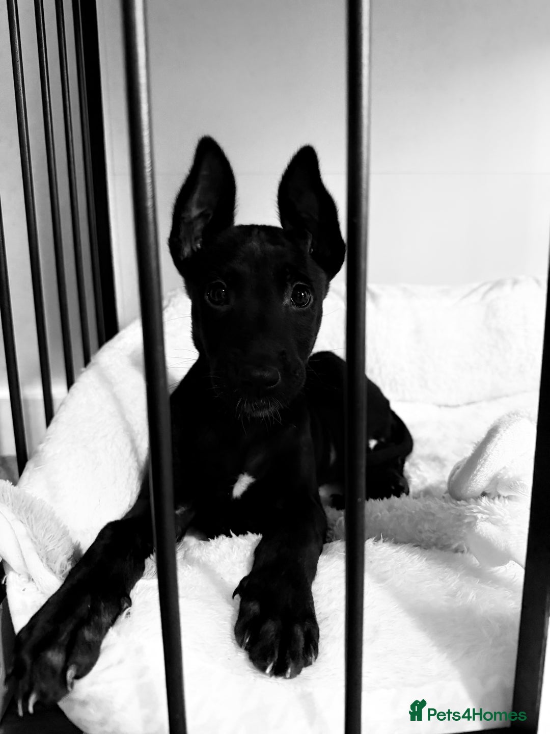 Belgian Shepherd Dog dogs for sale: Belgian malinois 3 month old pup  - Advert 6