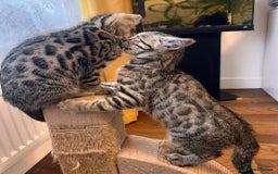 Bengal cats for sale: Sweet kittens - Image 4