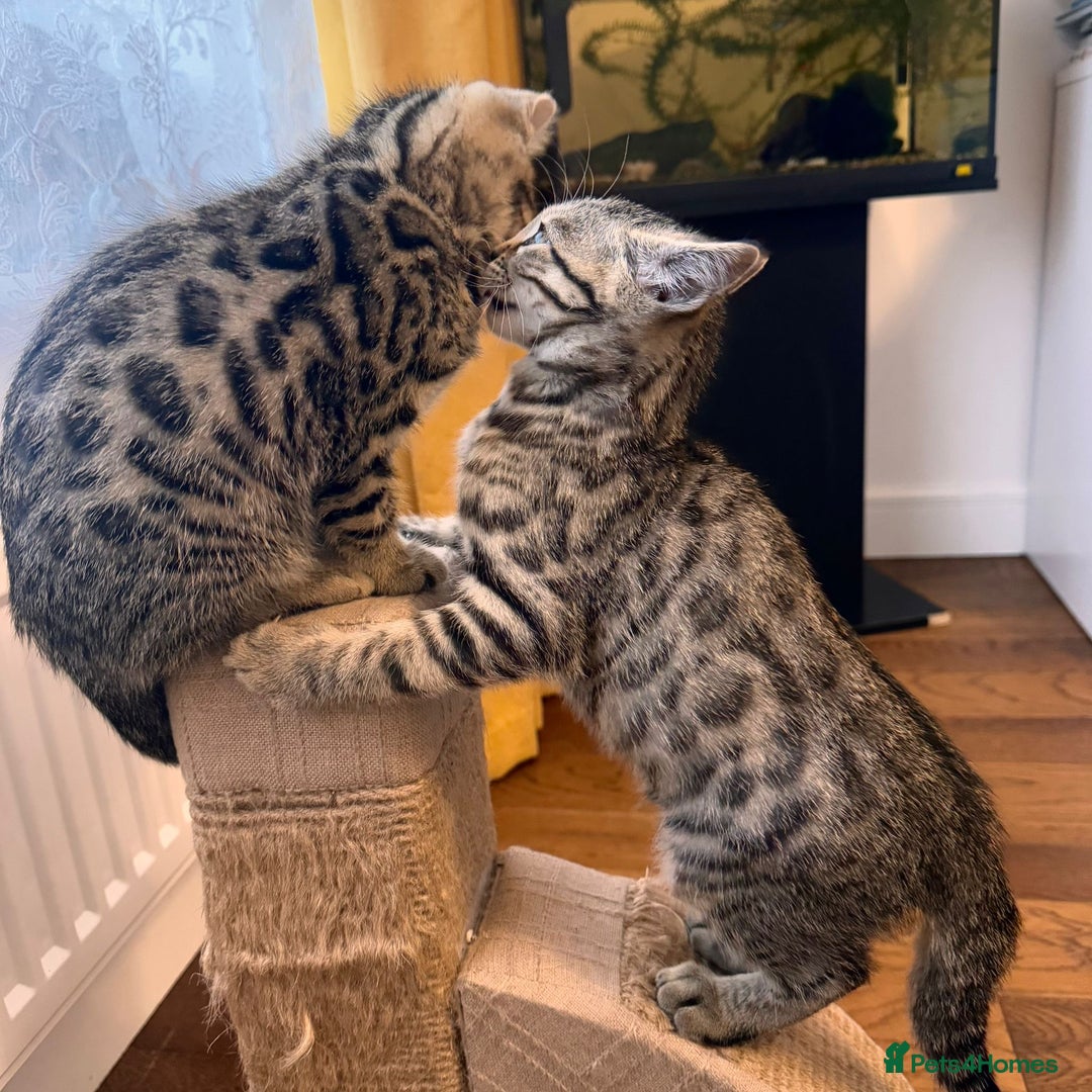 Bengal cats for sale: Sweet kittens - Image 4