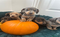 Dachshund dogs for sale: 6 beautiful dachshund puppies  - Image 2