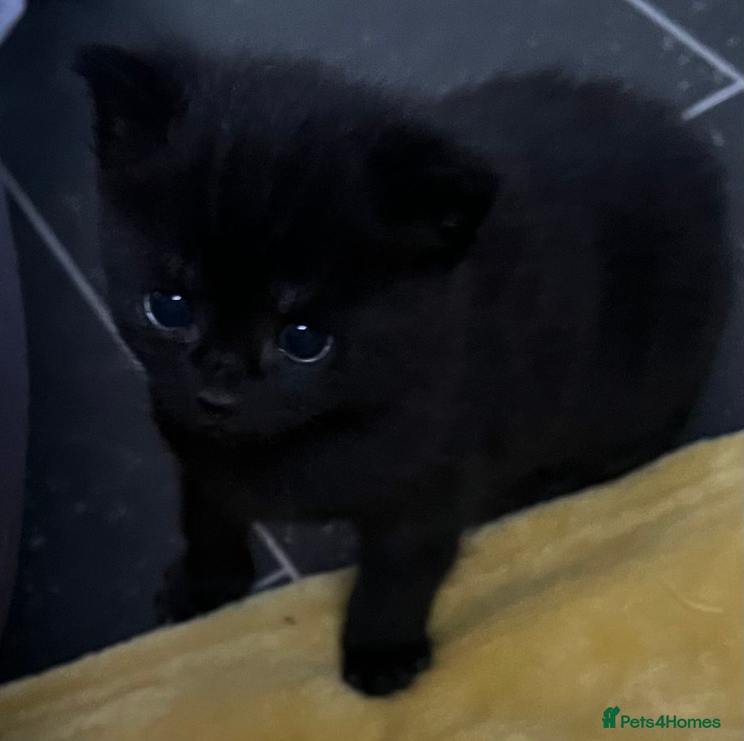 Mixed Breed cats for sale: CLEMENTINE’S CUTIES - (MUM with BENGAL)   - Advert 24