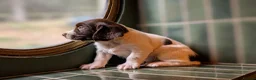 English Springer Spaniel dogs for sale: KC Registered English Springer Spaniel Puppies - Advert 1