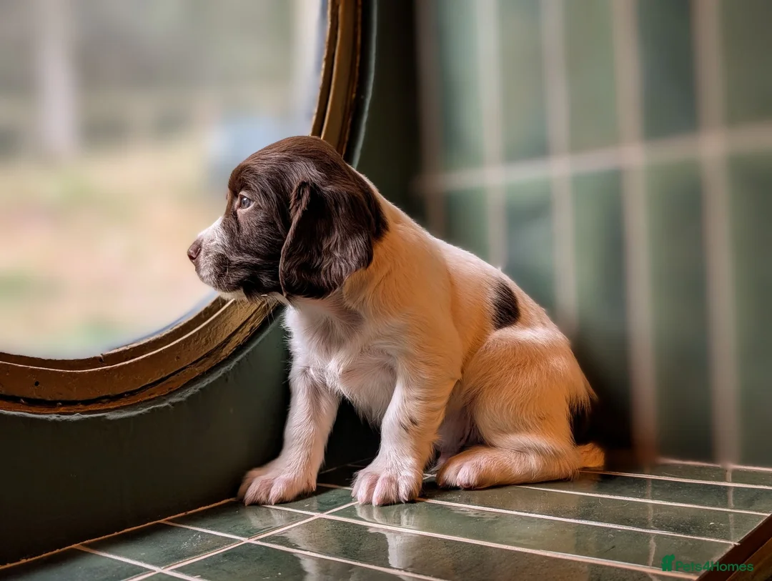 English Springer Spaniel dogs for sale: KC Registered English Springer Spaniel Puppies - Advert 1