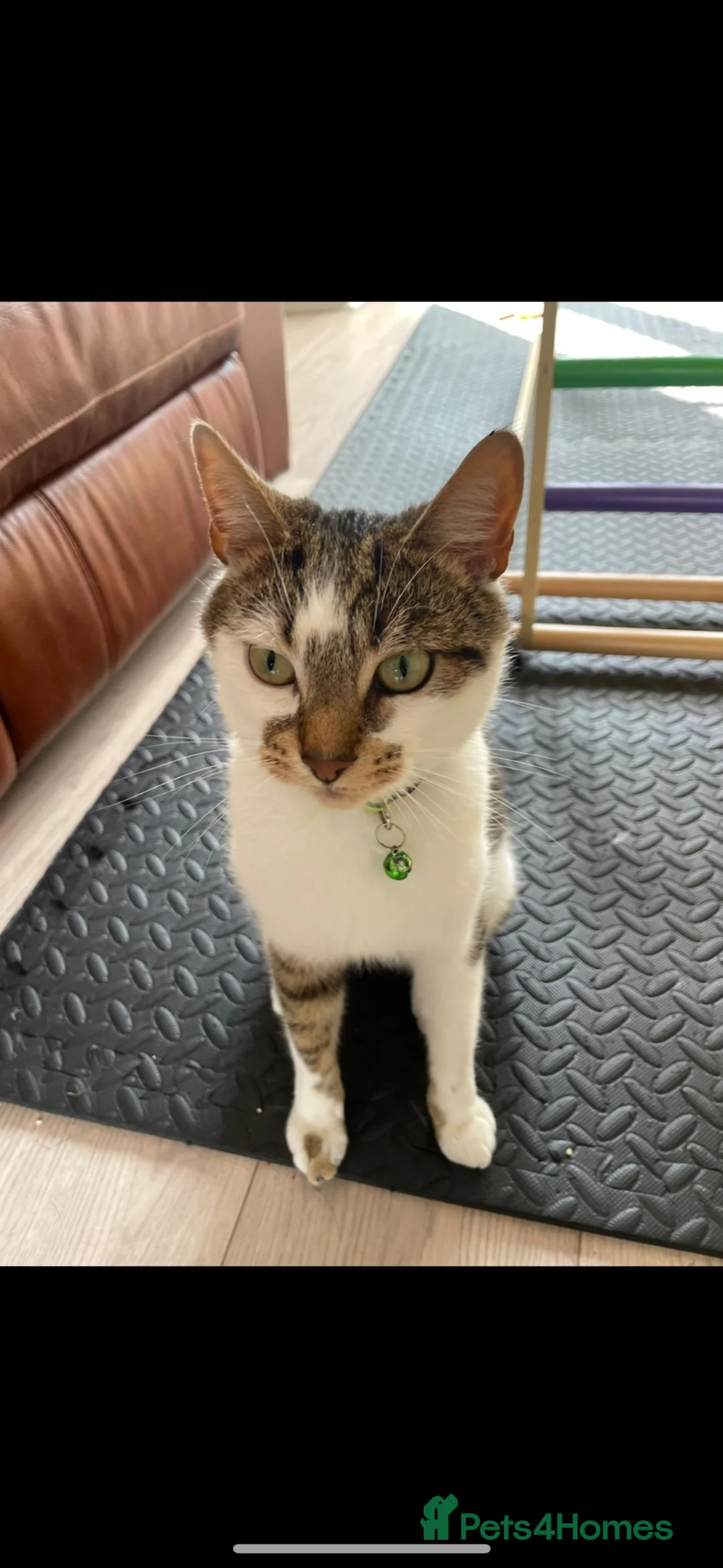 Mixed Breed cats for sale: 2 cats. 1 male 1 female - Advert 1