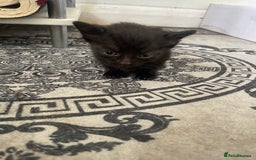 Domestic Shorthair cats for sale: Adorable 4-week-old kittens ready to reserve - Image 3