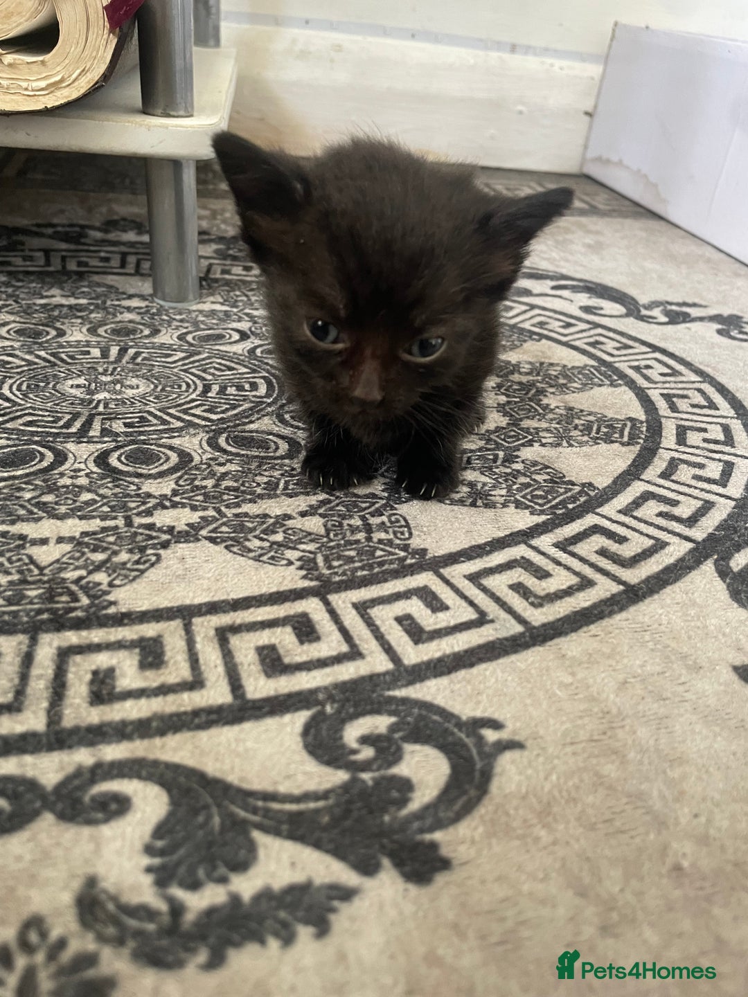 Domestic Shorthair cats for sale: Adorable 4-week-old kittens ready to reserve - Image 3