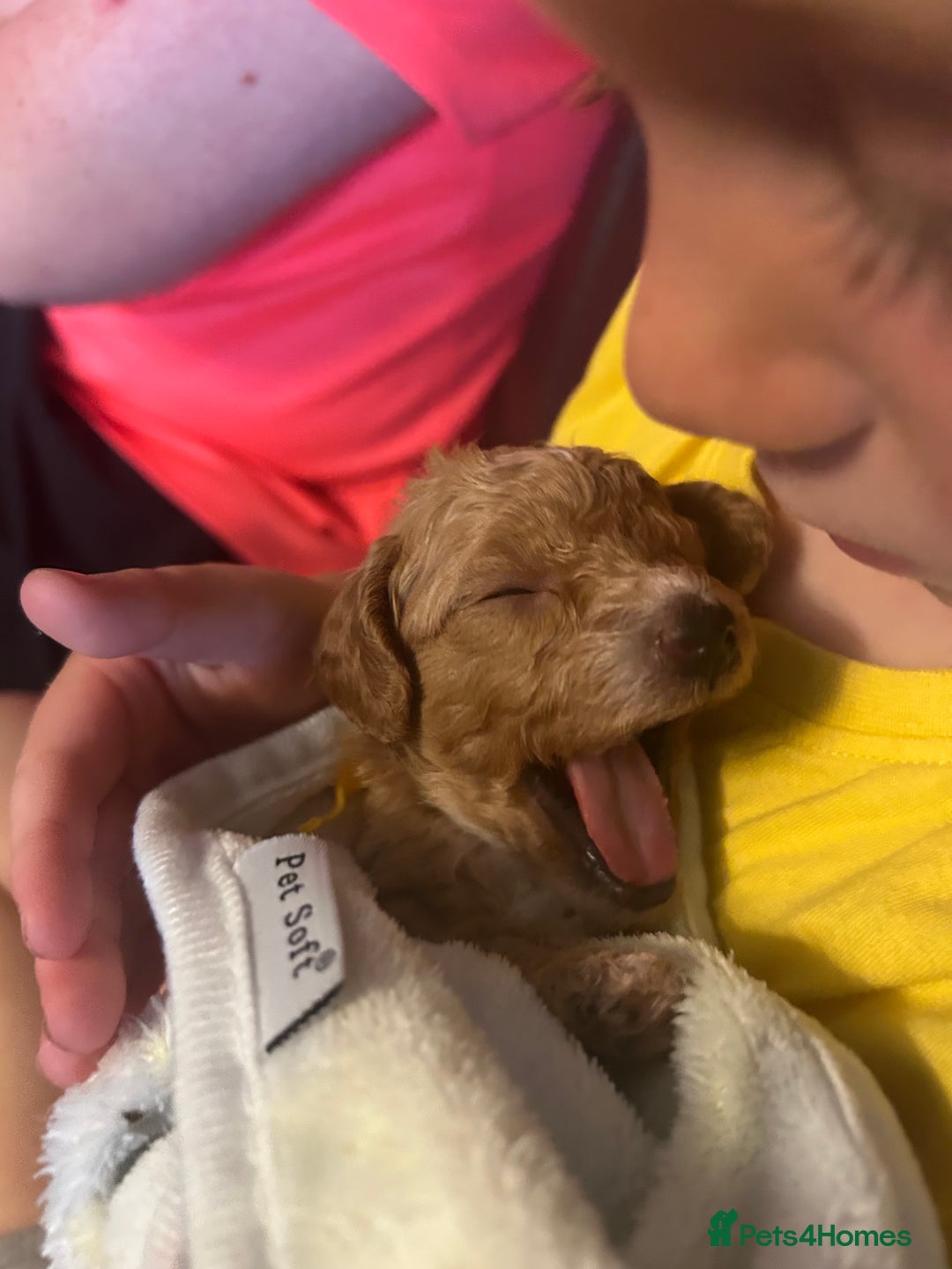 Cavapoo dogs for sale: F1BB cavapoo puppies  - Image 15