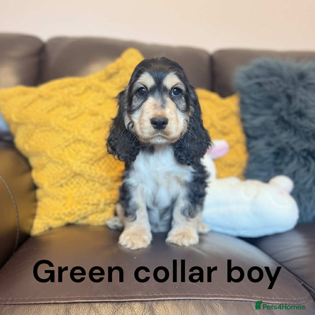 Cocker Spaniel dogs for sale: Beautiful show cocker puppies  - Advert 4