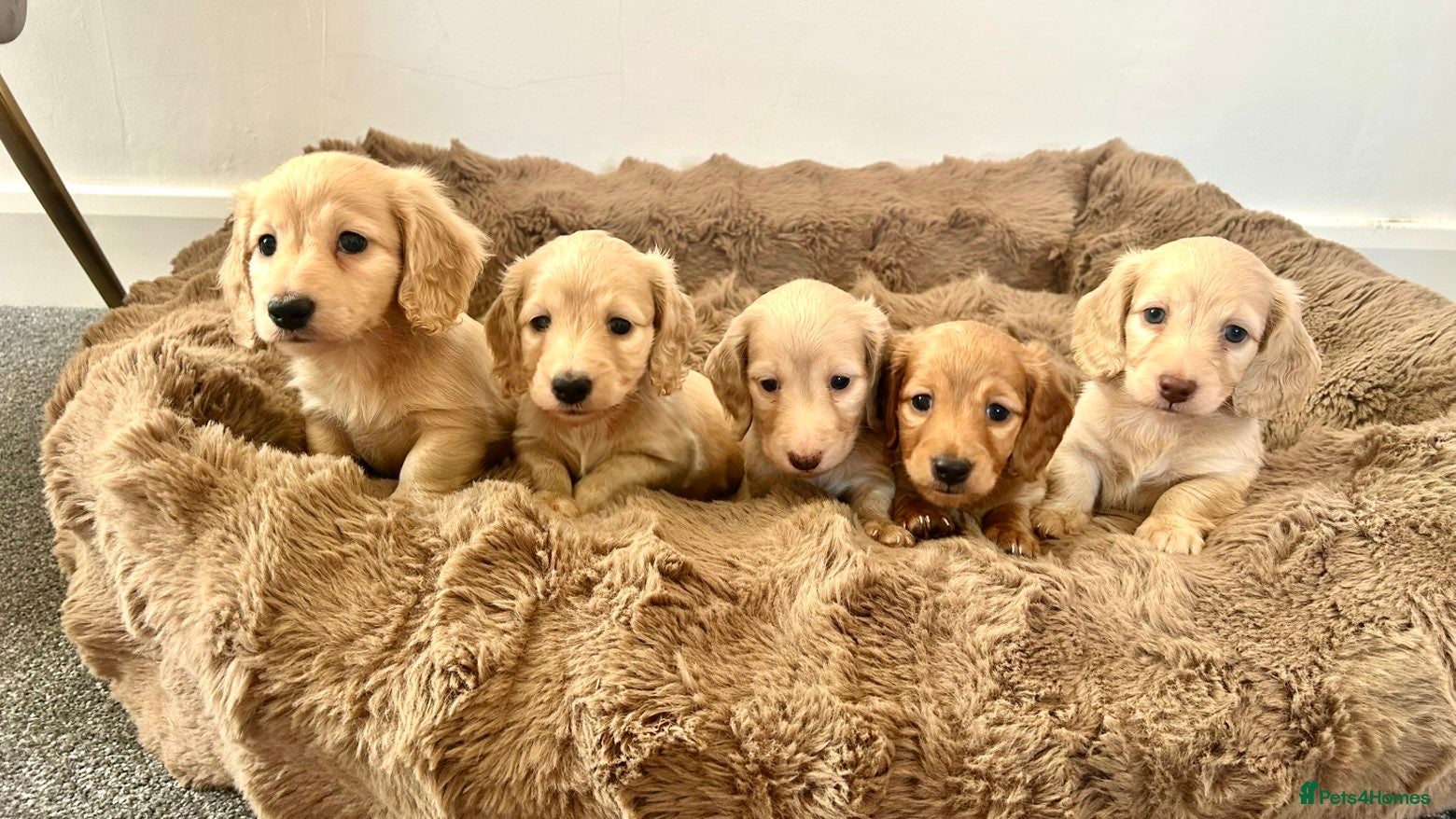 Miniature Dachshund dogs Adorable cream mini long haired dachshund puppies - Advert 1