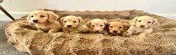 Miniature Dachshund dogs for sale: Adorable cream mini long haired dachshund puppies in Bridgend - Advert 1