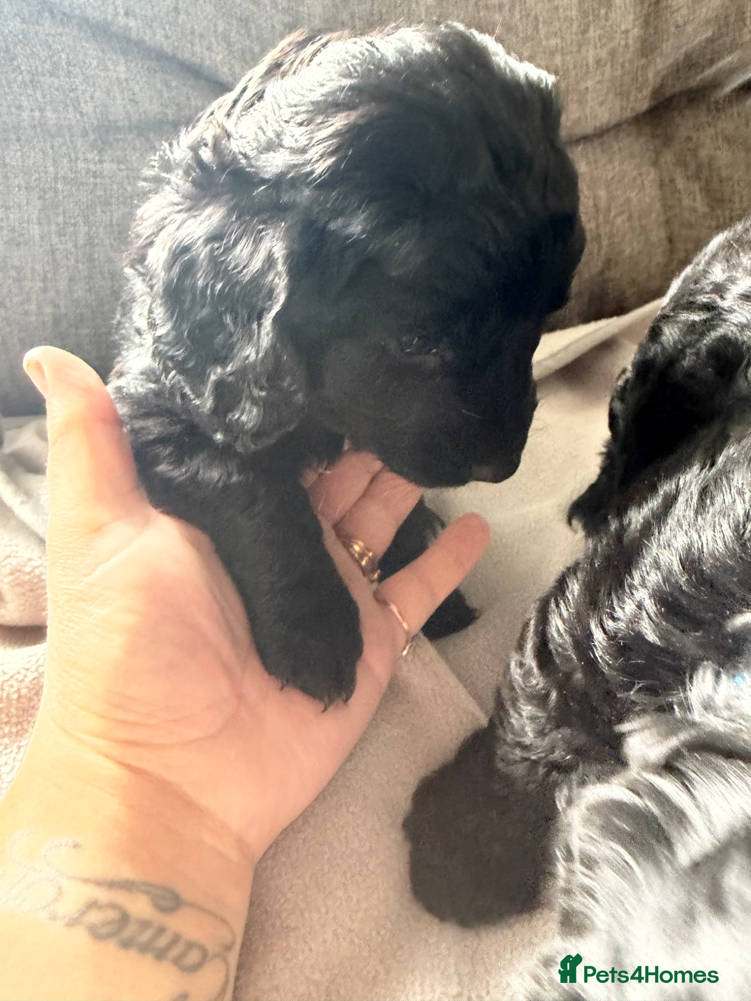 Cockapoo dogs for sale: Beautiful cockapoos - Advert 4