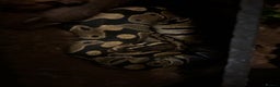 Python Snake reptiles for sale: Ball python with full set up - Advert 2