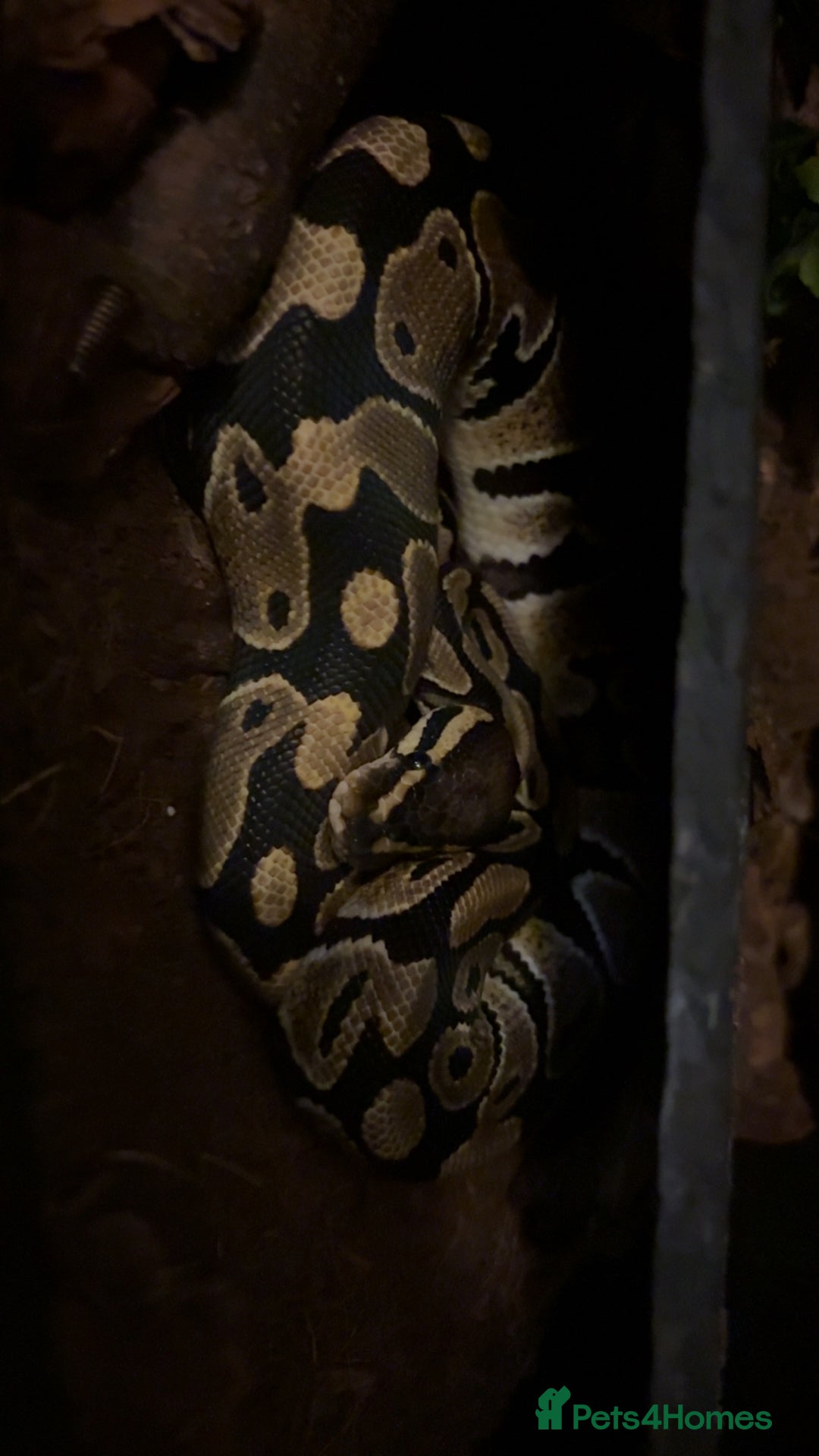 Python Snake reptiles for sale: Ball python with full set up - Advert 2