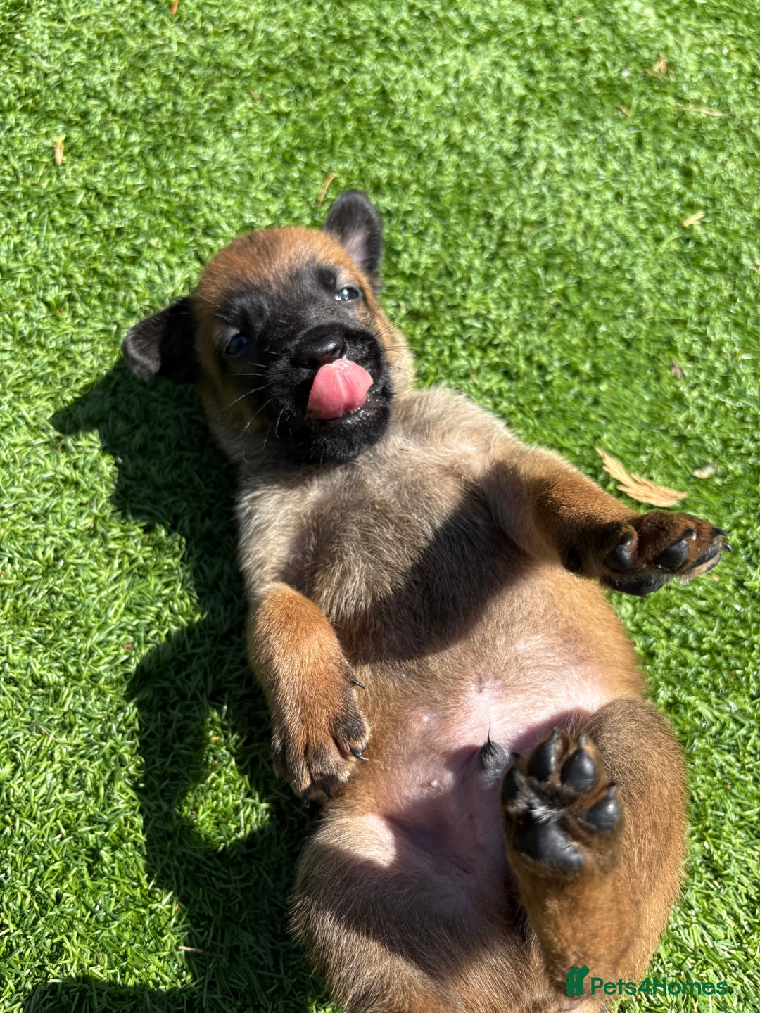 Belgian Shepherd Dog dogs for sale: Belgian Malinois puppies  - Image 12