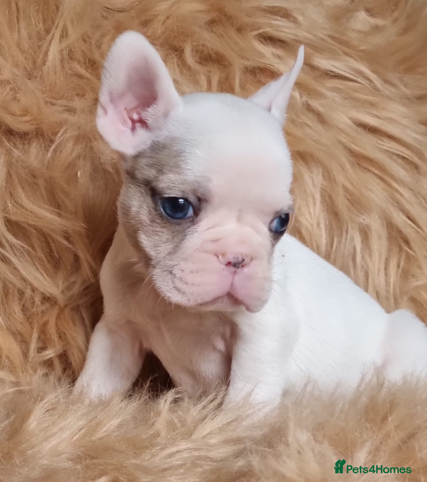 French Bulldog dogs Unique White French Bulldogs - Advert 18