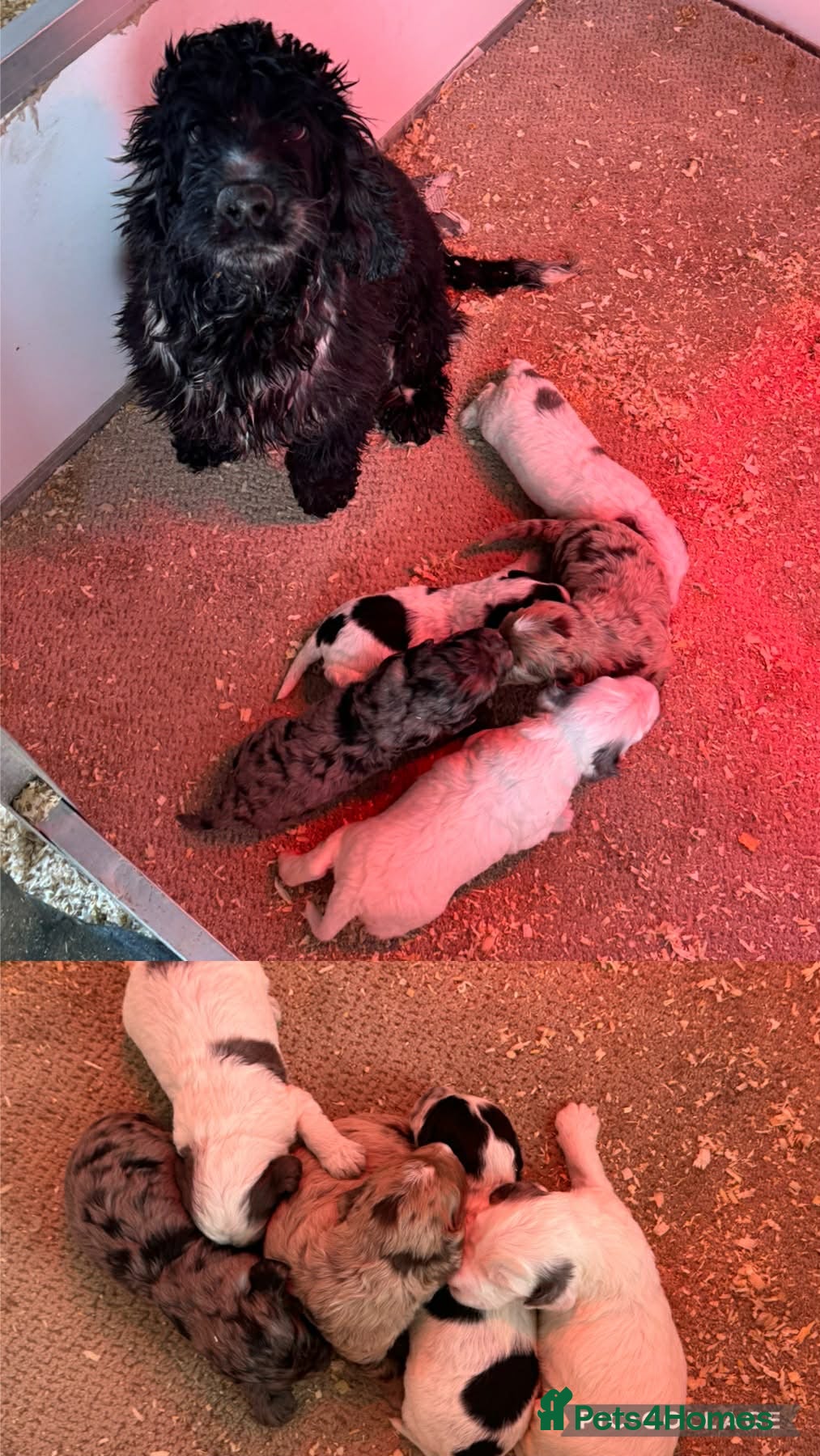 Cockapoo dogs Beautiful Cockerpoo Pups - Advert 1