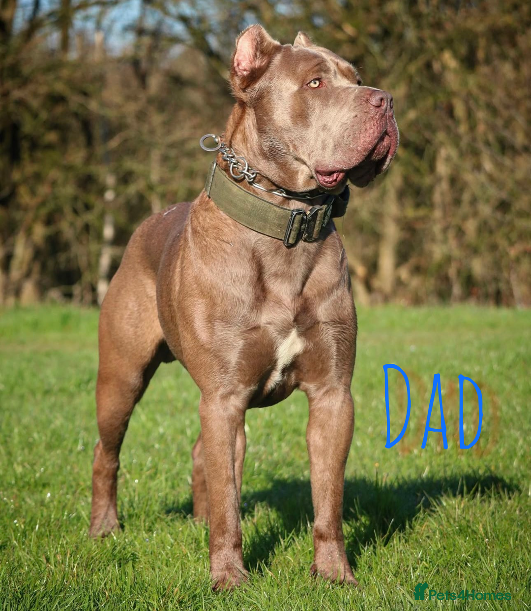Mixed Breed dogs for sale: Mastiff pups available  - Image 14