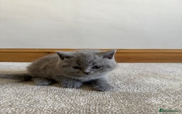 British Shorthair cats for sale: British Short hair Kittens ready to leave - Image 9