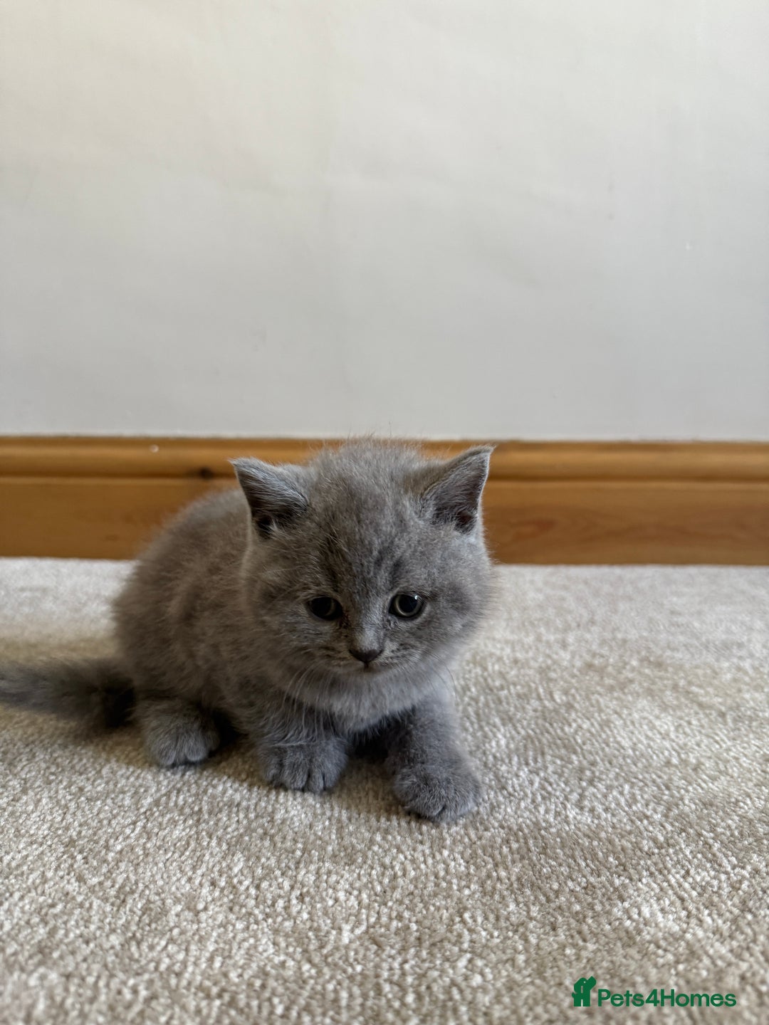 British Shorthair cats for sale: British Short hair Kittens ready to leave - Image 9