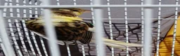 Canaries birds for sale: Canaries Canaries  - Advert 12