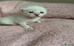 Siamese cats for sale: Siamese x Maine coon  - Advert 13