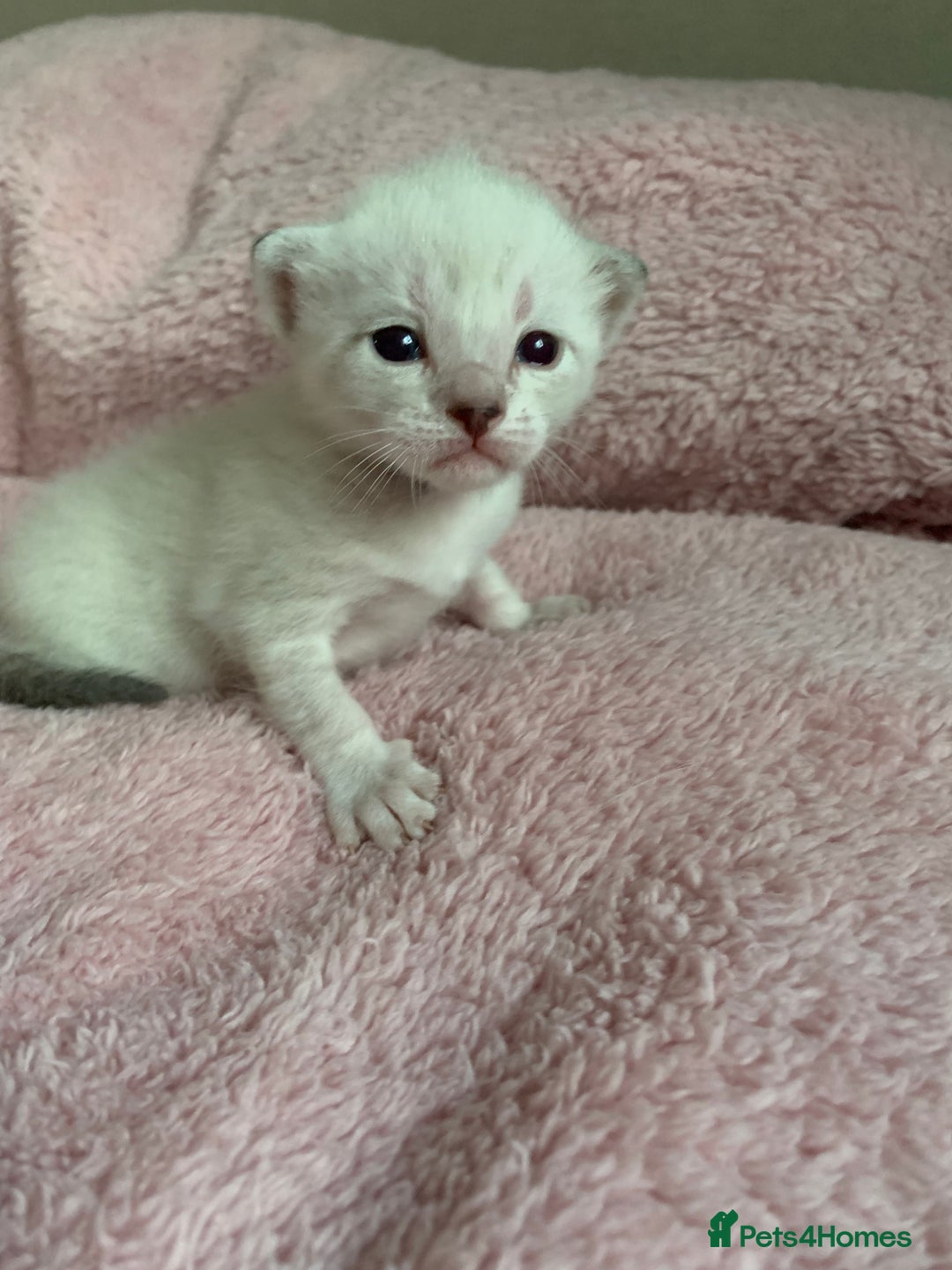 Siamese cats for sale: Siamese x Maine coon  - Advert 13