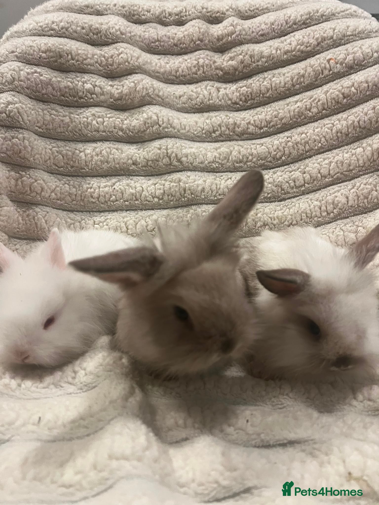 Mini Lion Lop rabbits 2 beautiful mini lion lops and 1 lion head  - Advert 4