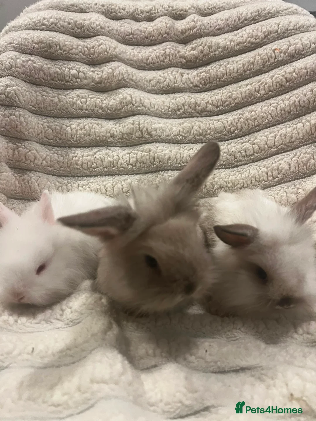 Mini Lion Lop rabbits for sale: 2 beautiful mini lion lops and 1 lion head  in Newport - Advert 1