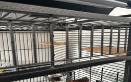 Parrots birds for sale: Large Parrot Cage - Image 16