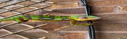 Chameleon reptiles for sale: 2 year old male panther chameleon  - Advert 3
