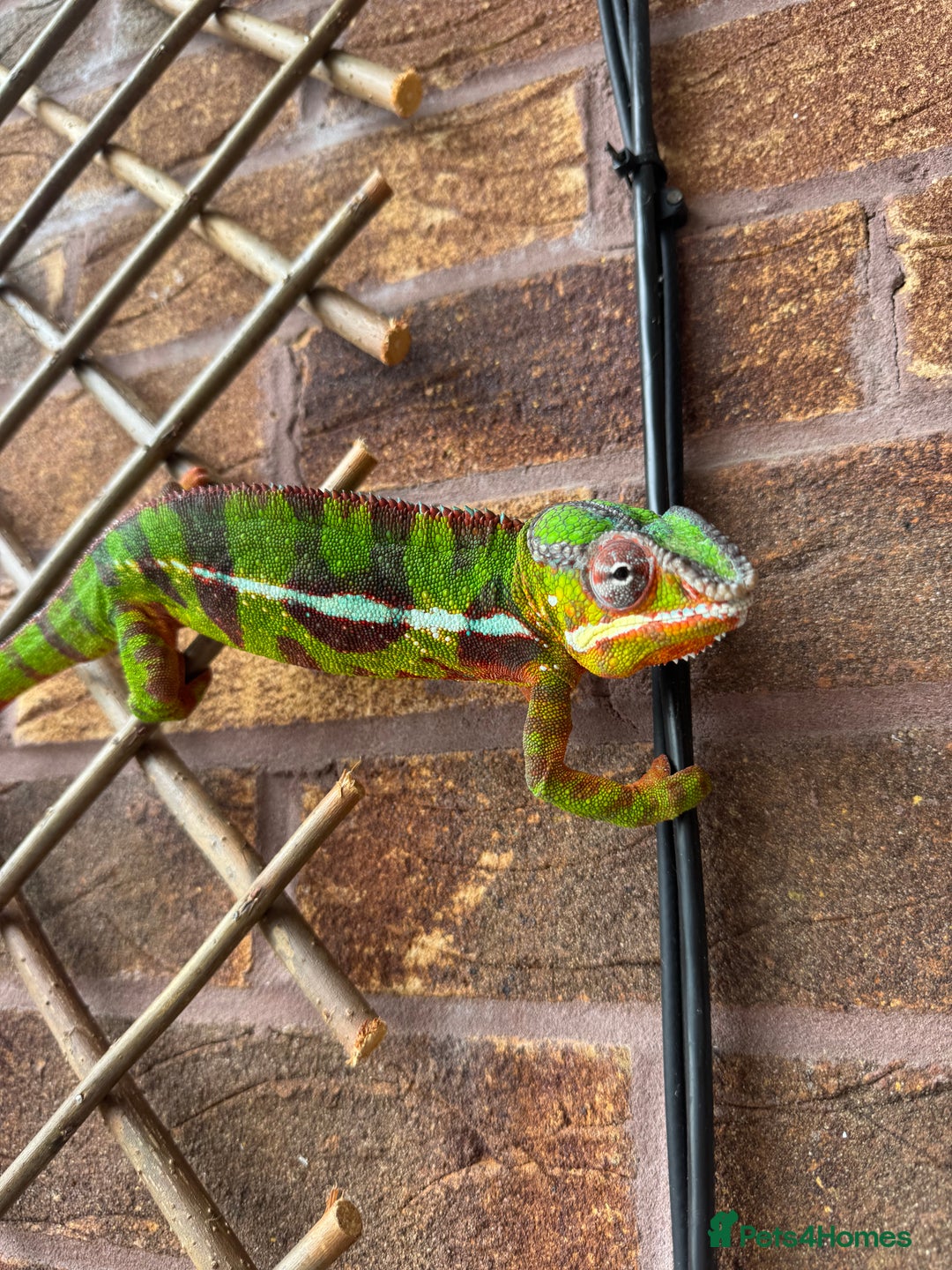 Chameleon reptiles for sale: 2 year old male panther chameleon  - Advert 3