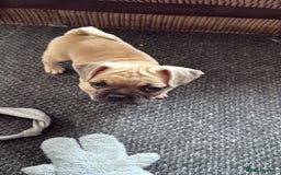 Frug dogs for sale: Frug for sale  - Image 1