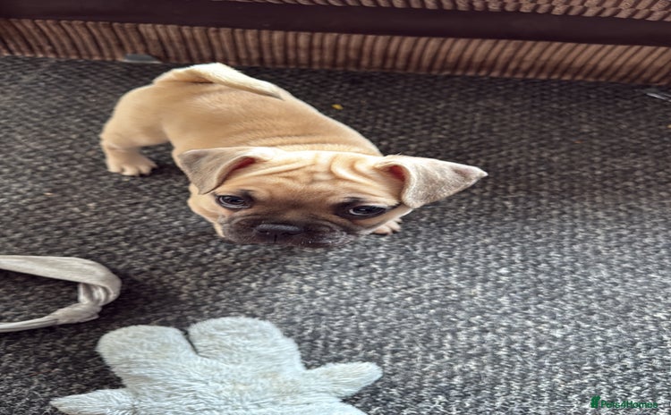 Frug dogs - Advert 10