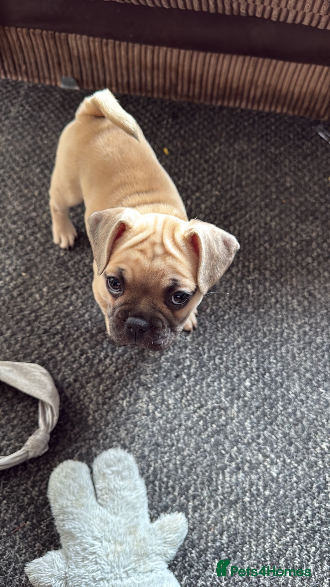 Frug dogs for sale: Frug for sale  - Image 1