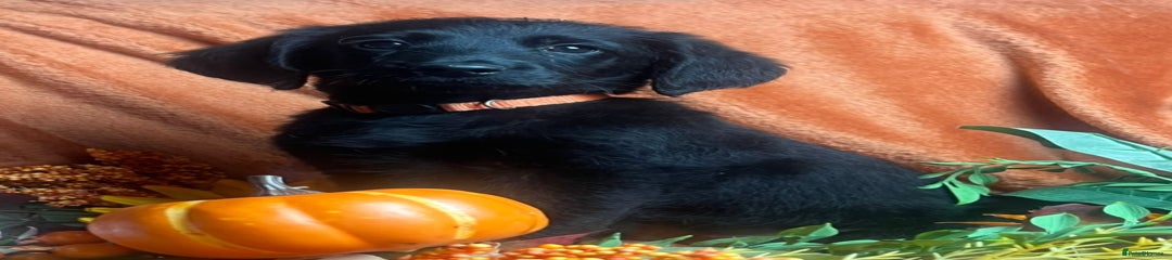 Double Doodle, Orange