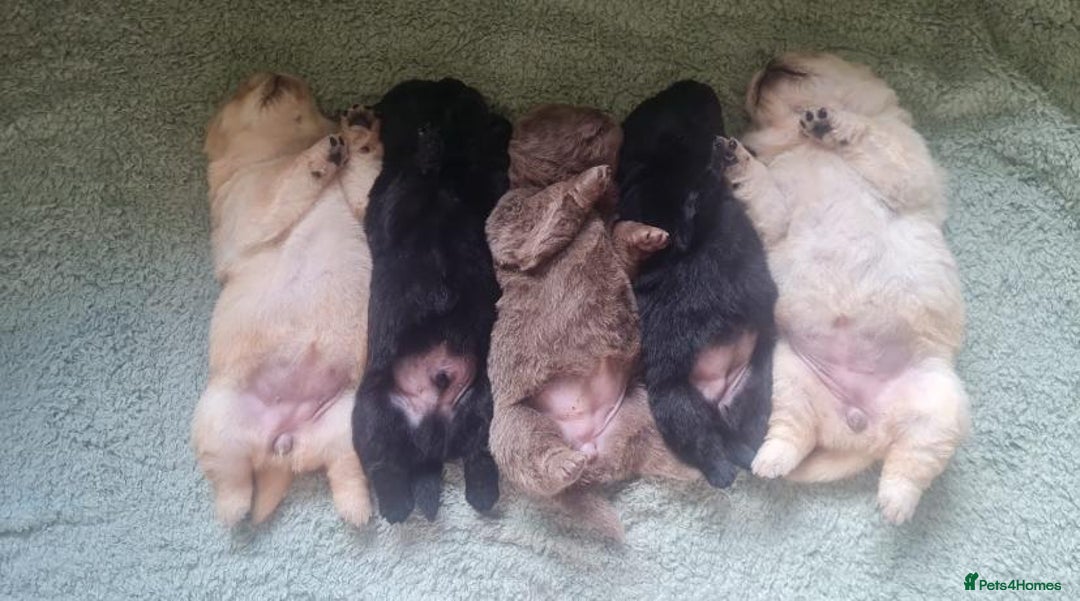 Chow Chow dogs for sale: 🌟Quality Chow Chow Puppies-ChampionLines🌟 - Image 22