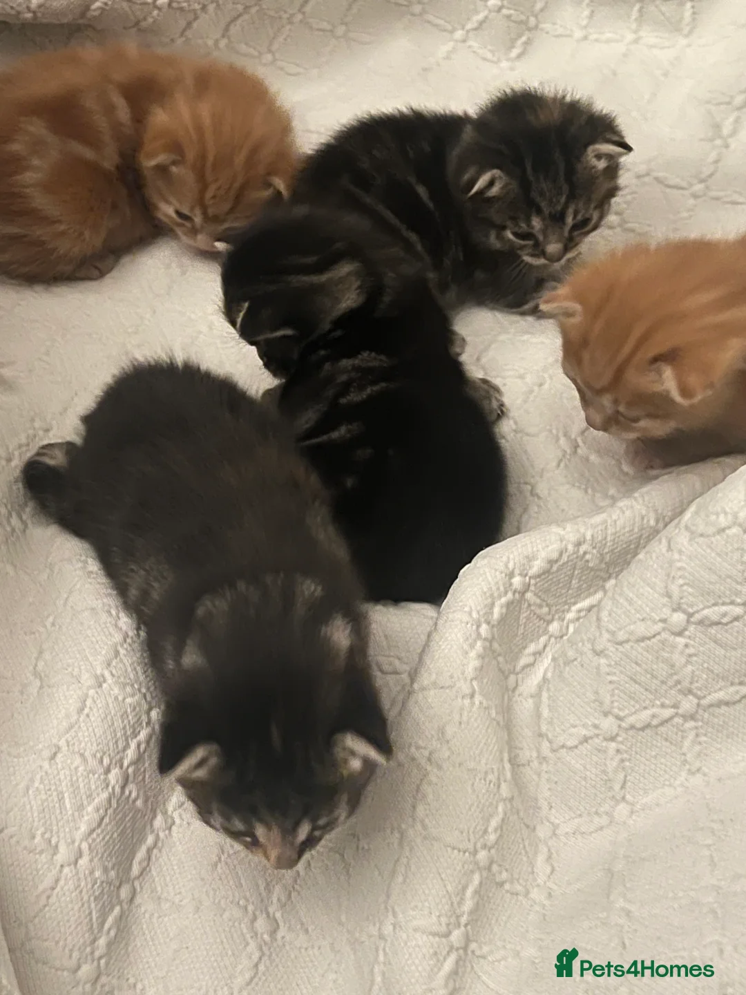 Mixed Breed cats for sale: Sociable kittens  in Brighton - Advert 2