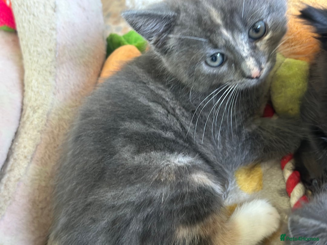 Mixed Breed cats for sale: Two beautiful kittens  - Image 9