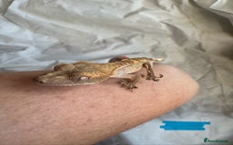 Gecko reptiles for sale: Baby crested geckos  - Image 4