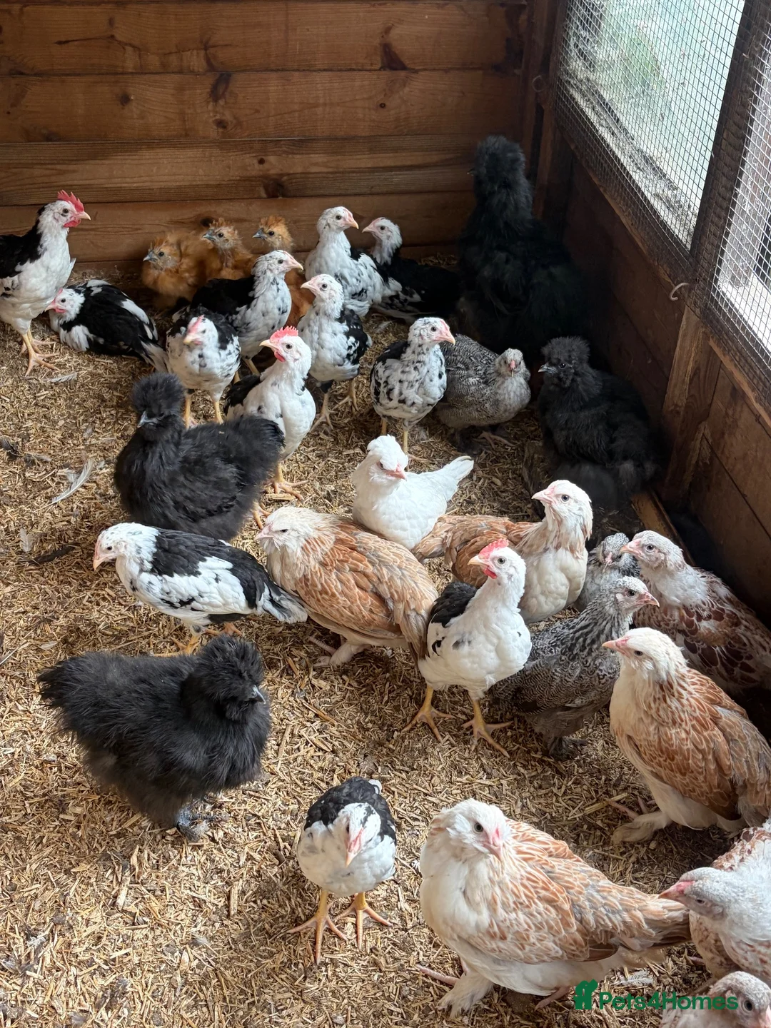 Chickens poultry for sale: Selection of growers - Advert 1