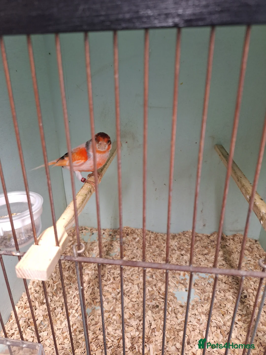 Canaries birds for sale: Harley quin - Advert 2