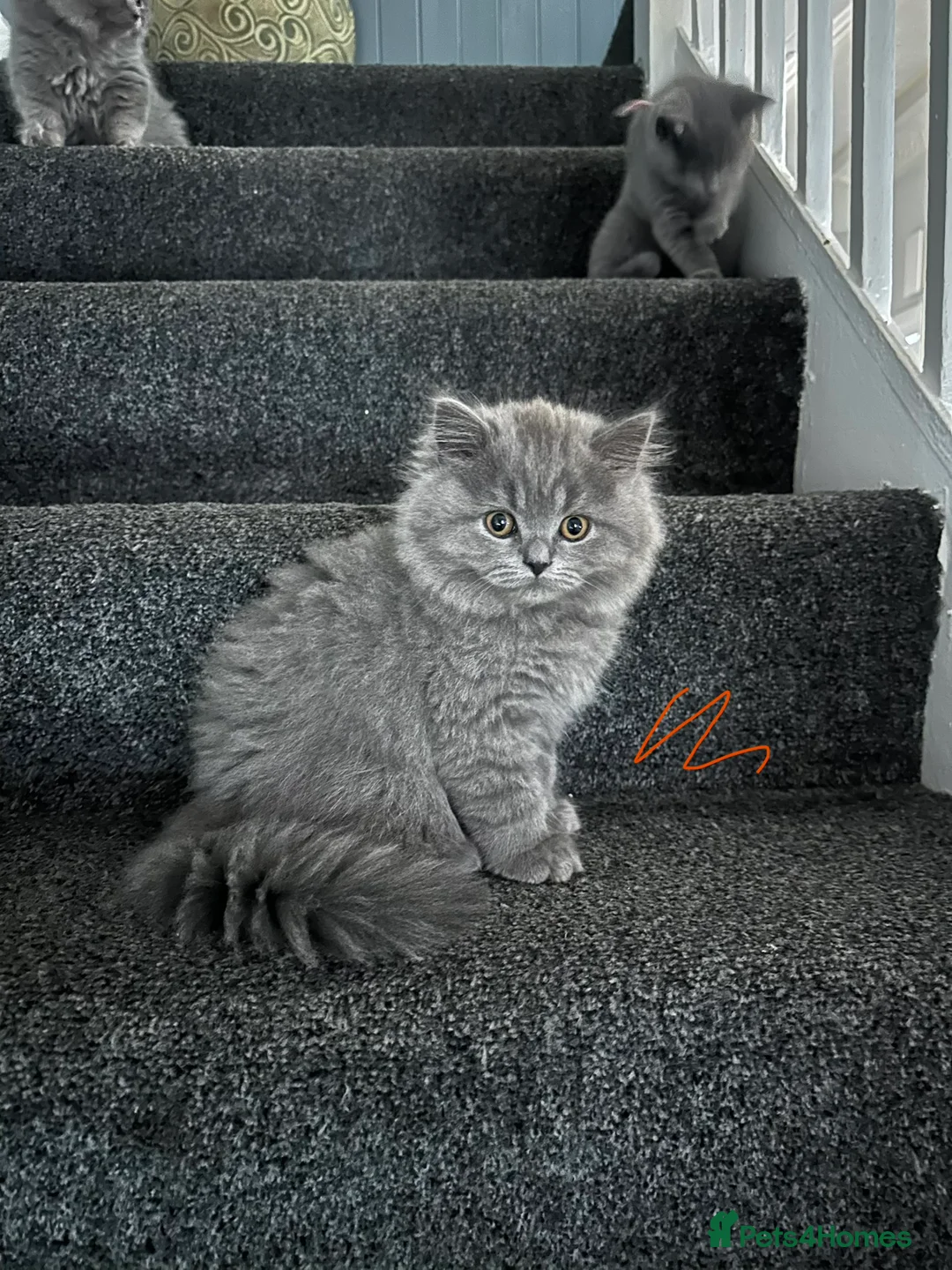 British Longhair cats for sale: British Longhaired Kittens - Advert 8
