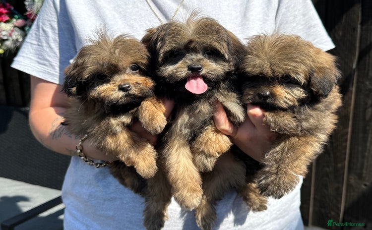 Shih Tzu dogs - Advert 3