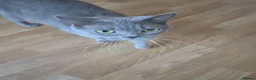 British Shorthair cats for sale: Stunning female british shorthair  - Advert 6