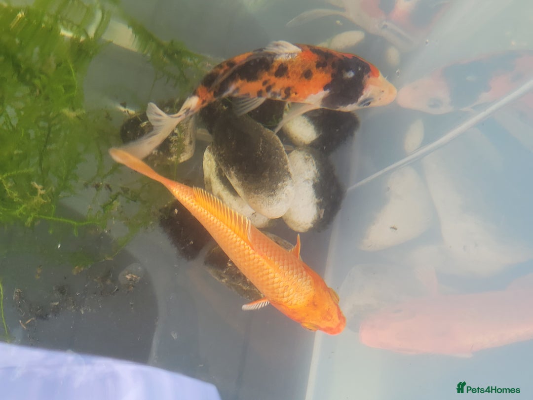 Koi Carp fish for sale: Koi Carp - Image 3