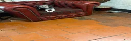 Lowchen dogs for sale: Lowchen little lion dog in Ludlow - Advert 2