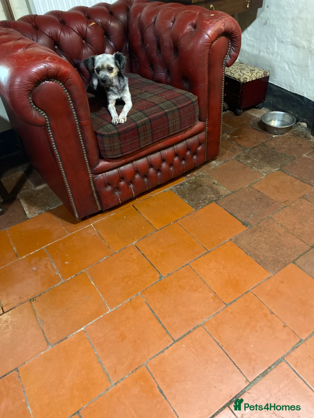 Lowchen dogs for sale: Lowchen little lion dog in Ludlow - Advert 2